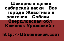 Шикарные щенки сибирской хаски - Все города Животные и растения » Собаки   . Свердловская обл.,Каменск-Уральский г.